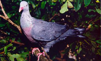 100911_pombotrocaz
